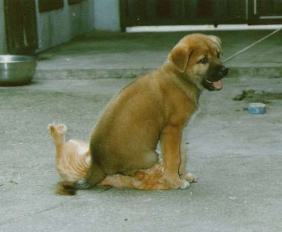 Cachorro sentado em cima do gato